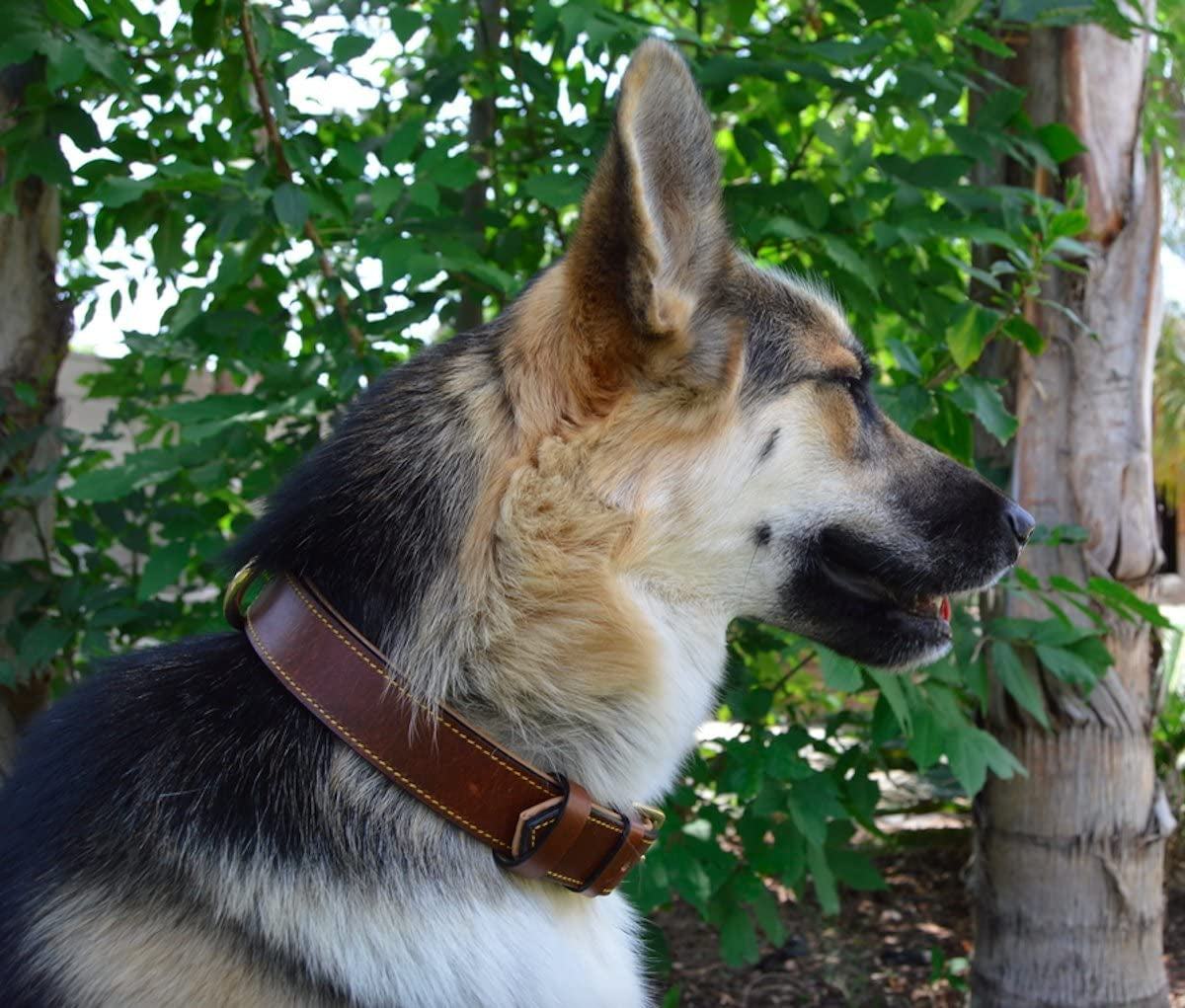 Padded Leather Dog Collar, Genuine Leather, Large