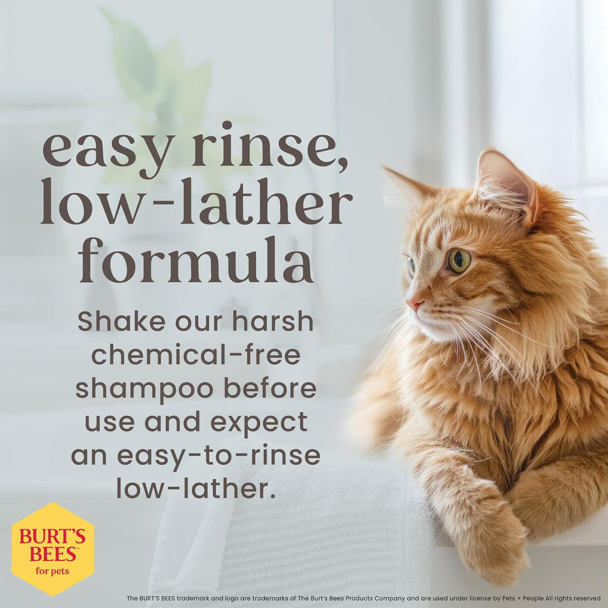 Tearless Kitten Shampoo with Buttermilk & Honey