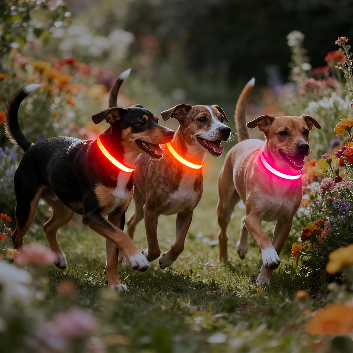 LED Dog Collar, Light up Dog Collar Adjustable USB Rechargeable