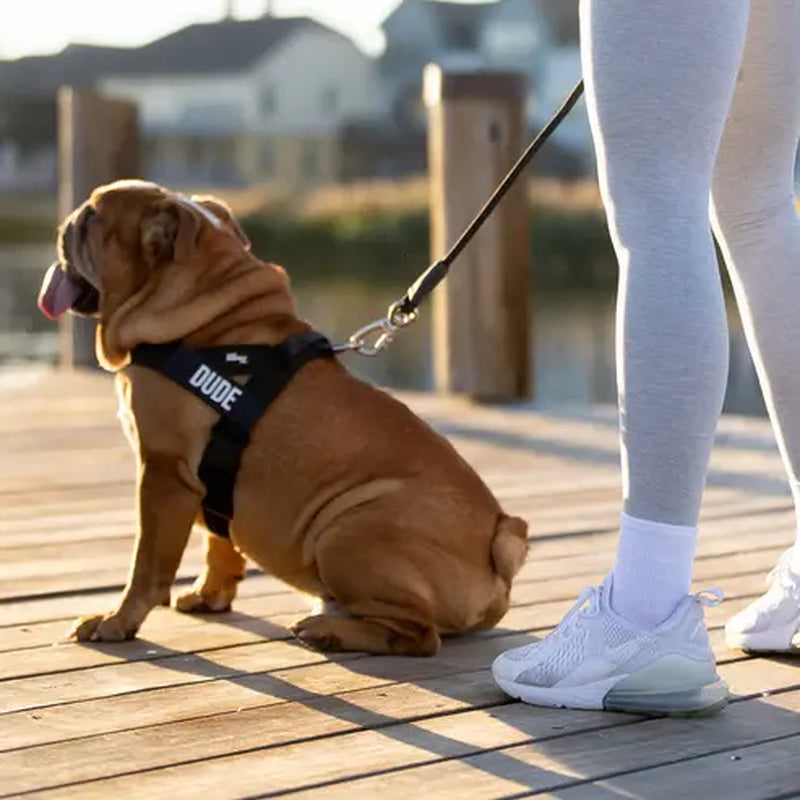 Dog Friendly Co. Walking Harness - Easy-To-Fit No-Pull, Chafe-Resistant Lightweight Adjustable Straps, Simple Clip - Secure Walks, All-Day Wear Comfort for All Dogs