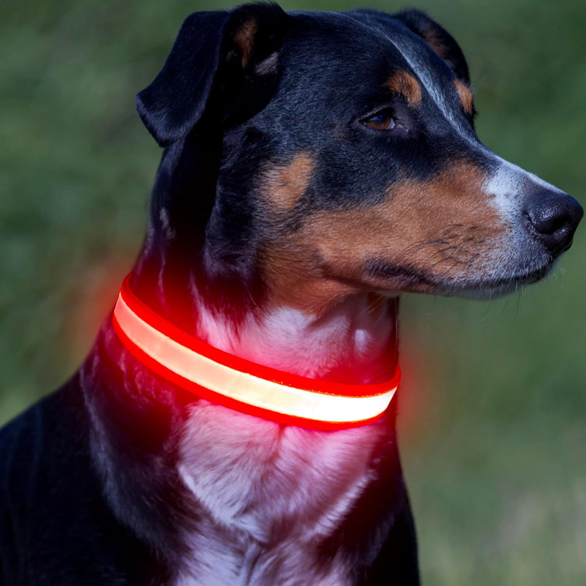LED Dog Collar, Light up Dog Collar Adjustable USB Rechargeable